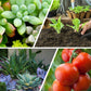 Gemaakt van milieuvriendelijke materialen🍃Universele tabletmeststof met langzame afgifte voor planten